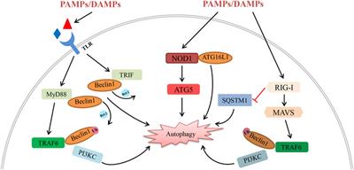 The multifunctional roles of autophagy in the innate immune response: Implications for regulation of transplantation rejection